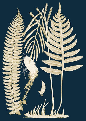 Ferns I White Modern Wood Framed Art Print with Double Matting by Piddix