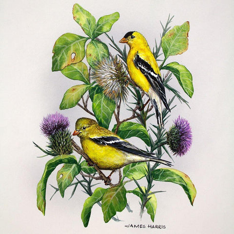 Amber Goldfinch Black Modern Wood Framed Art Print with Double Matting by Harris, James