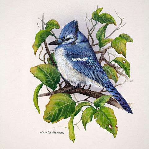 Blue Jay White Modern Wood Framed Art Print by Harris, James