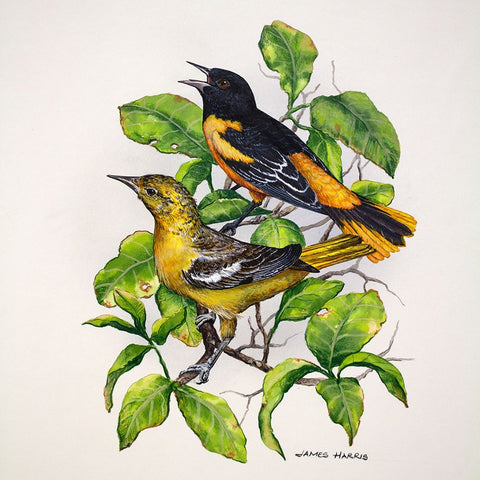 Northern Orioles White Modern Wood Framed Art Print with Double Matting by Harris, James