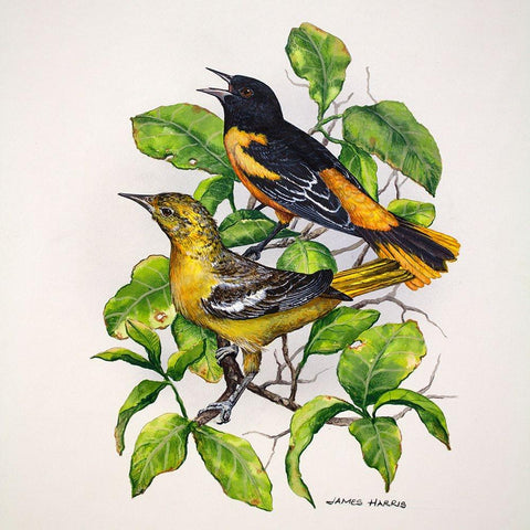Northern Orioles White Modern Wood Framed Art Print by Harris, James