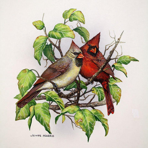 Cardinals Black Modern Wood Framed Art Print with Double Matting by Harris, James
