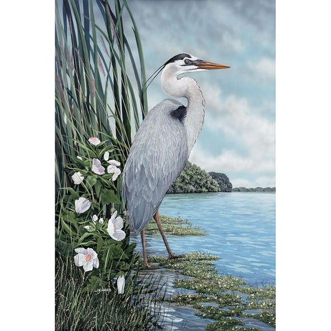 Great Blue Heron White Modern Wood Framed Art Print by Harris, James