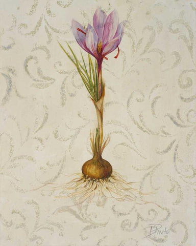 Botanica III Black Ornate Wood Framed Art Print with Double Matting by Pinto, Patricia