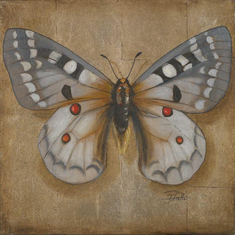 Butterfly II Black Modern Wood Framed Art Print with Double Matting by Pinto, Patricia