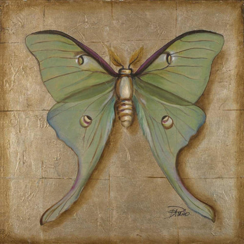 Luna Moth White Modern Wood Framed Art Print with Double Matting by Pinto, Patricia