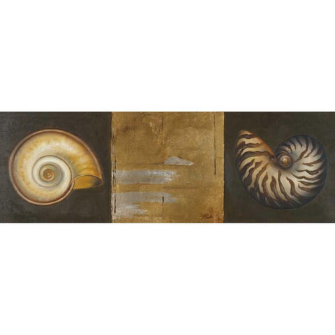 Seashells I Black Modern Wood Framed Art Print with Double Matting by Pinto, Patricia