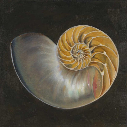 Seashell III Black Modern Wood Framed Art Print with Double Matting by Pinto, Patricia