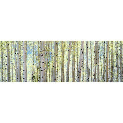 Aspen White Modern Wood Framed Art Print by Lake, Shelley