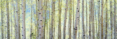 Aspen White Modern Wood Framed Art Print with Double Matting by Lake, Shelley