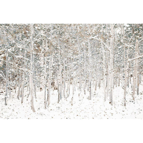 White Snow Wonderland White Modern Wood Framed Art Print by Lake, Shelley