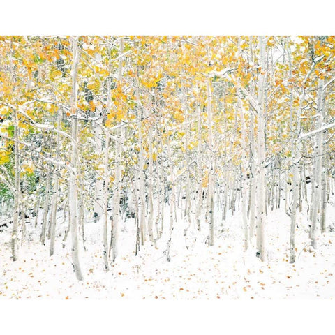Quaking Aspens White Modern Wood Framed Art Print by Lake, Shelley