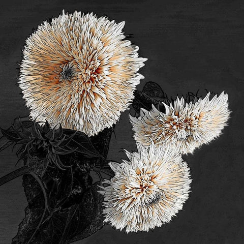 Sunflowers II Black Modern Wood Framed Art Print by Lake, Shelley