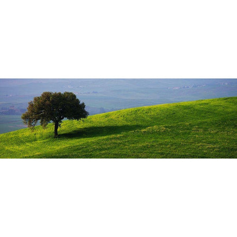 Tuscan Tree White Modern Wood Framed Art Print by Lake, Shelley