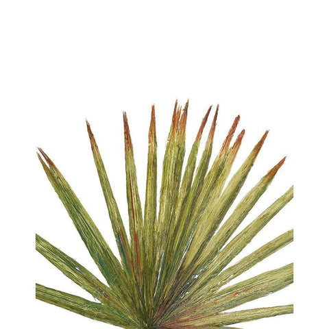 Partial Palm II Black Modern Wood Framed Art Print with Double Matting by Pinto, Patricia