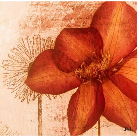 Rouge Pressed Flowers I Black Modern Wood Framed Art Print with Double Matting by Pinto, Patricia