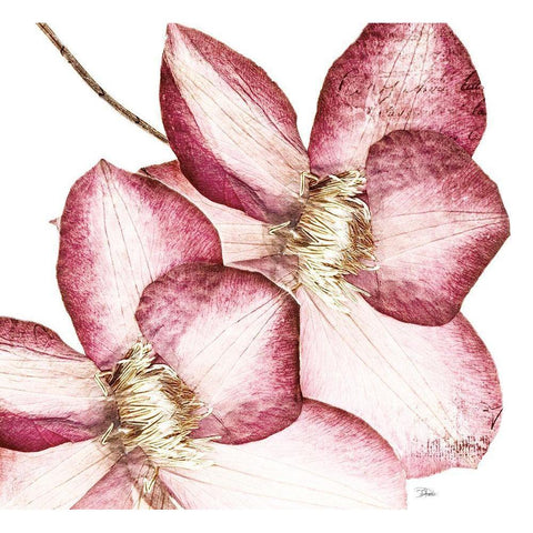 Rouge Plum Flowers II Black Modern Wood Framed Art Print with Double Matting by Pinto, Patricia