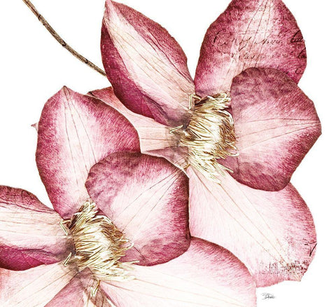 Rouge Plum Flowers II White Modern Wood Framed Art Print with Double Matting by Pinto, Patricia