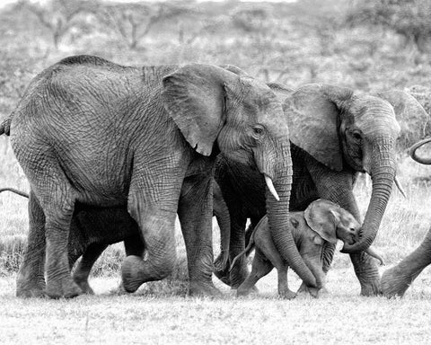 Elephant Family Black Ornate Wood Framed Art Print with Double Matting by Farnsworth, Sarah