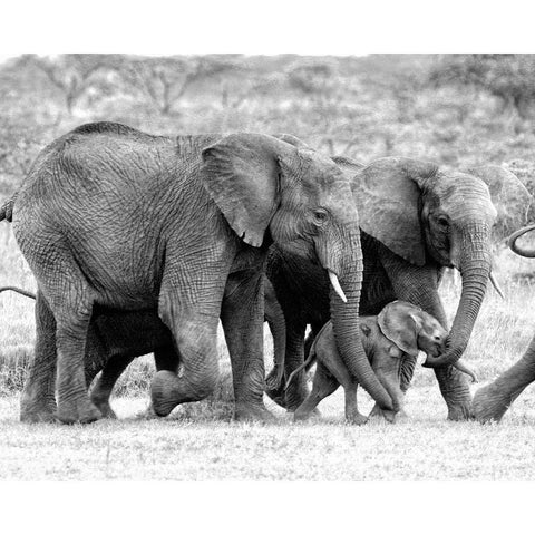 Elephant Family White Modern Wood Framed Art Print by Farnsworth, Sarah