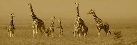 Giraffes Black Ornate Wood Framed Art Print with Double Matting by Farnsworth, Sarah