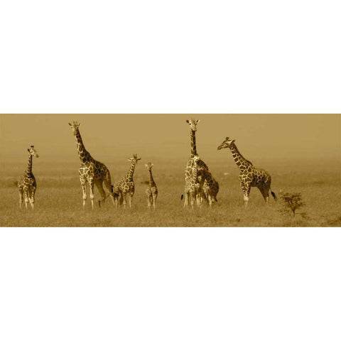 Giraffes Black Modern Wood Framed Art Print by Farnsworth, Sarah