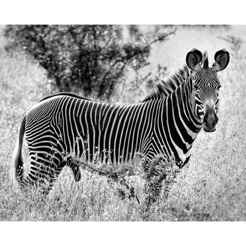 Zebra Lookout Gold Ornate Wood Framed Art Print with Double Matting by Farnsworth, Sarah