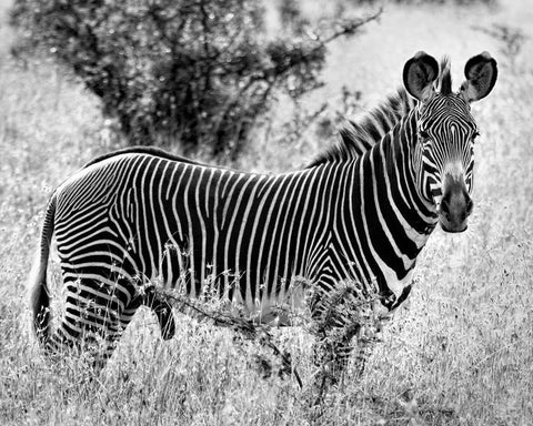 Zebra Lookout Black Ornate Wood Framed Art Print with Double Matting by Farnsworth, Sarah