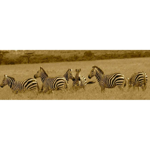 Zebras White Modern Wood Framed Art Print by Farnsworth, Sarah