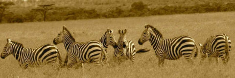 Zebras Black Ornate Wood Framed Art Print with Double Matting by Farnsworth, Sarah