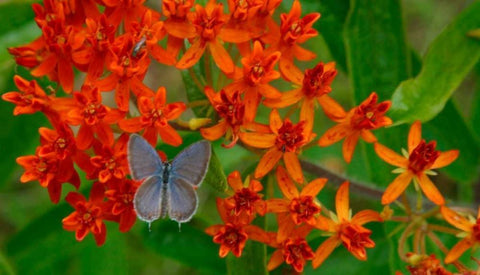 New Leaf Panel Black Ornate Wood Framed Art Print with Double Matting by Pinto, Patricia