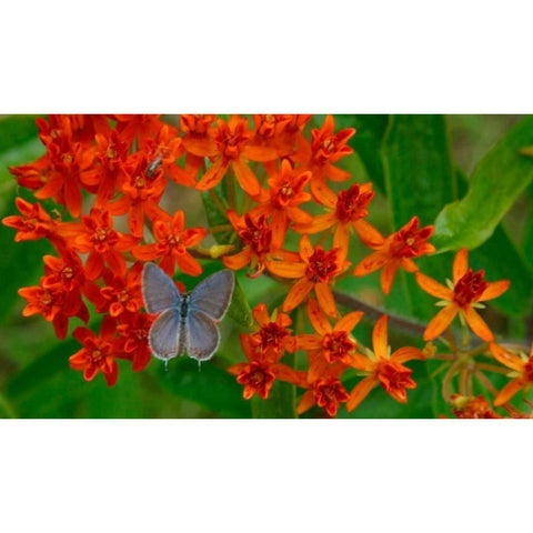 New Leaf Panel Black Modern Wood Framed Art Print with Double Matting by Pinto, Patricia