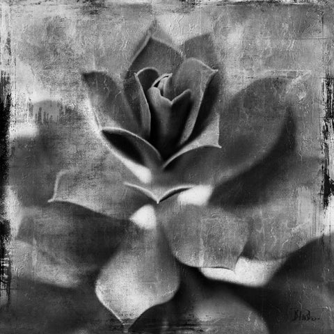 BW Succulent Border I White Modern Wood Framed Art Print with Double Matting by Pinto, Patricia