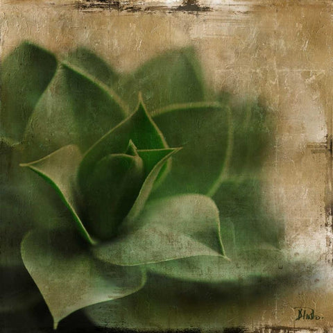 Succulent II Black Modern Wood Framed Art Print by Pinto, Patricia