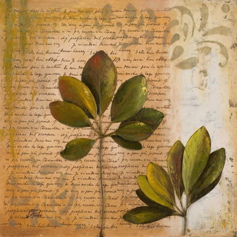 Botanica II Black Ornate Wood Framed Art Print with Double Matting by Pinto, Patricia