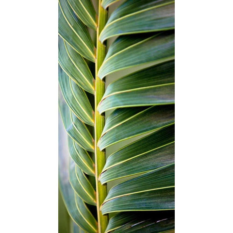 Palma I White Modern Wood Framed Art Print by Bryant, Susan