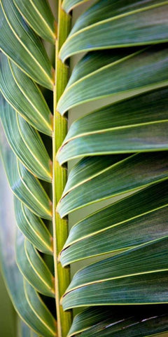 Palma I Black Ornate Wood Framed Art Print with Double Matting by Bryant, Susan