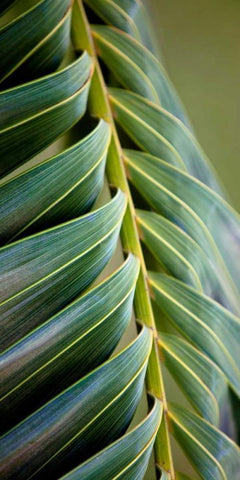 Palma II White Modern Wood Framed Art Print with Double Matting by Bryant, Susan