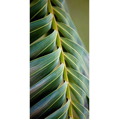 Palma II Black Modern Wood Framed Art Print by Bryant, Susan