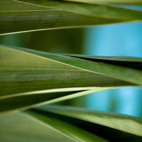 Palma III White Modern Wood Framed Art Print with Double Matting by Bryant, Susan