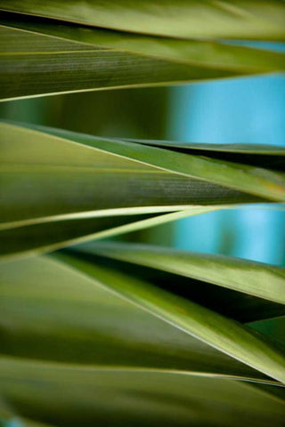 Palma III Black Ornate Wood Framed Art Print with Double Matting by Bryant, Susan