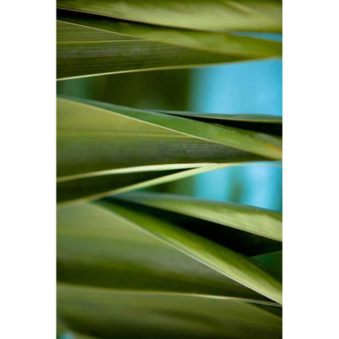 Palma III Black Modern Wood Framed Art Print by Bryant, Susan