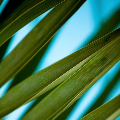 Palma IV White Modern Wood Framed Art Print by Bryant, Susan