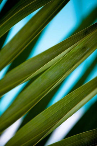 Palma IV White Modern Wood Framed Art Print with Double Matting by Bryant, Susan