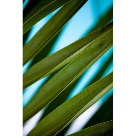 Palma IV Black Modern Wood Framed Art Print with Double Matting by Bryant, Susan