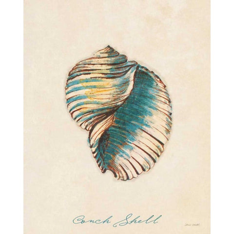 Conch Shell Black Modern Wood Framed Art Print with Double Matting by Loreth, Lanie