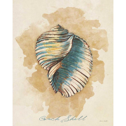 Conch Shell Black Modern Wood Framed Art Print with Double Matting by Loreth, Lanie