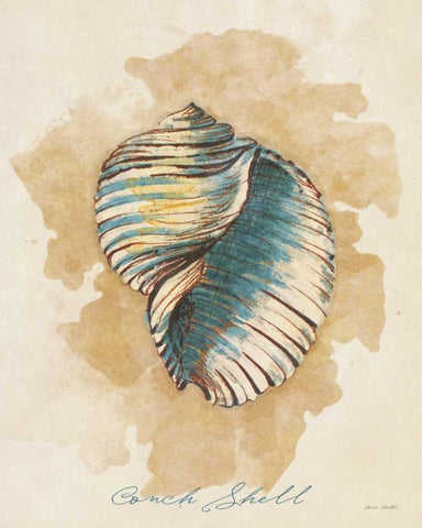 Conch Shell Black Ornate Wood Framed Art Print with Double Matting by Loreth, Lanie