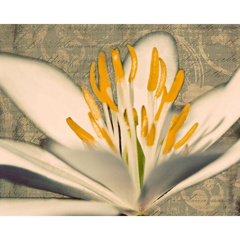 Puccoon on Damask I Black Modern Wood Framed Art Print by Mansfield, Kathy