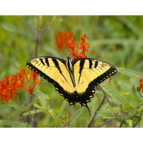 Black Yellow Butterfly I White Modern Wood Framed Art Print by Mansfield, Kathy